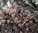 Phaeophyscia rubropulchra image
