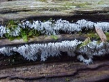 Ceratiomyxa fruticulosa var. fruticulosa image