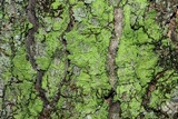 Ropalospora viridis image