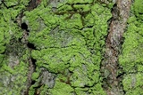 Ropalospora viridis image