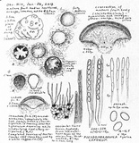 Pseudombrophila leporum image