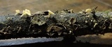 Ciboria amentacea image