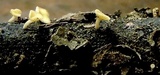 Ciboria amentacea image