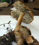 Inocybe godeyi image