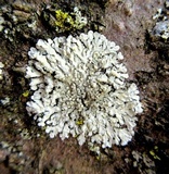 Pyxine sorediata image