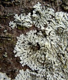 Pyxine sorediata image