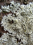 Pyxine sorediata image