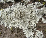 Pyxine sorediata image