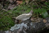 Tyromyces chioneus image
