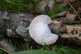 Tyromyces chioneus image