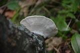 Tyromyces chioneus image