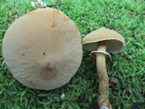 Cystoderma fallax image
