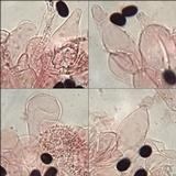 Coprinopsis foetidella image