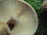 Cystoderma fallax image