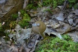 Amanita rhacopus image