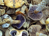 Cortinarius glutinosoarmillatus image