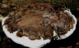 Ganoderma fornicatum image