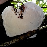 Ganoderma fornicatum image