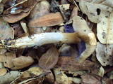 Cortinarius glutinosoarmillatus image