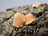 Pseudombrophila leporum image