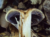 Cortinarius glutinosoarmillatus image