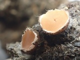 Pseudombrophila leporum image