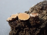 Pseudombrophila leporum image