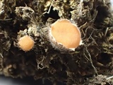 Pseudombrophila leporum image