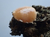 Pseudombrophila leporum image