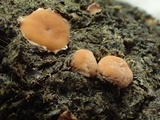 Pseudombrophila leporum image
