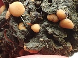 Pseudombrophila leporum image