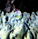 Pyxine sorediata image
