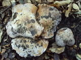 Cortinarius lilacinocolossus image
