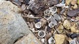 Cyathus olla image