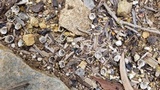 Cyathus olla image