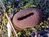 Peziza saccardiana image