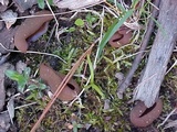 Peziza saccardiana image