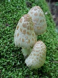 Coprinopsis variegata image