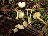 Marasmius calhouniae image