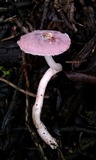 Lepiota decorata image