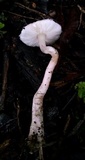 Lepiota decorata image