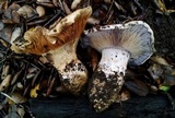 Cortinarius glaucopus image
