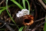 Tetrapyrgos subdendrophora image