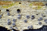Sigridea californica image