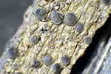 Sigridea californica image