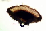 Sigridea californica image