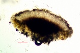 Sigridea californica image