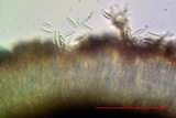Sigridea californica image