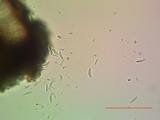 Sigridea californica image