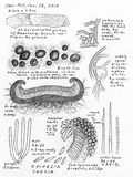 Eriopezia caesia image